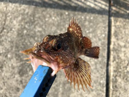 ガシラ入れ食い!