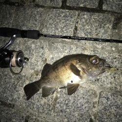 メバル トップゲーム