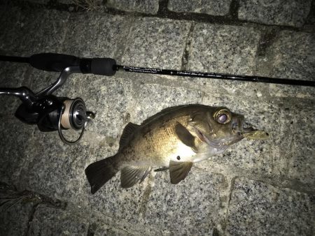 メバル トップゲーム