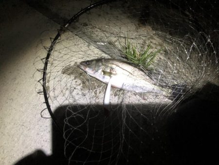 安定のエリア10