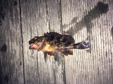 ガシラ釣りが！！