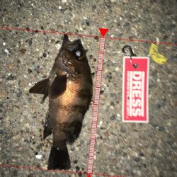 バス用ペンシルで