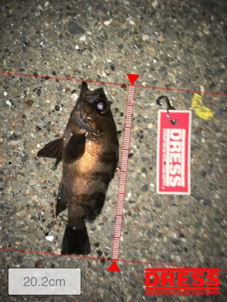 バス用ペンシルで