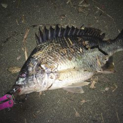 赴任先でチニング♫