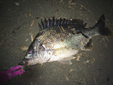 赴任先でチニング♫