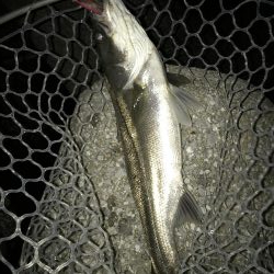 バチパターン終盤