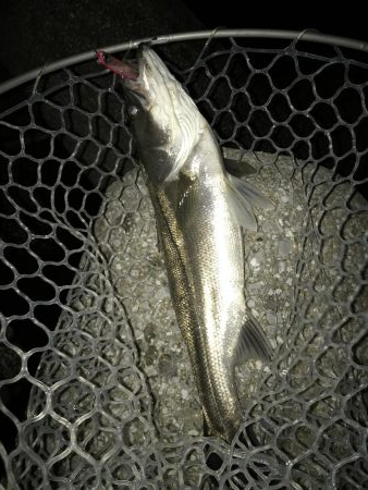 バチパターン終盤