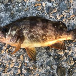 久々の大蔵海岸。