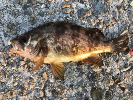 久々の大蔵海岸。