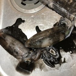 アオリイカ好調です!