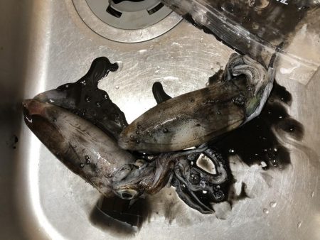 アオリイカ好調です!