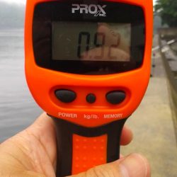 ヤエン・エギング釣行