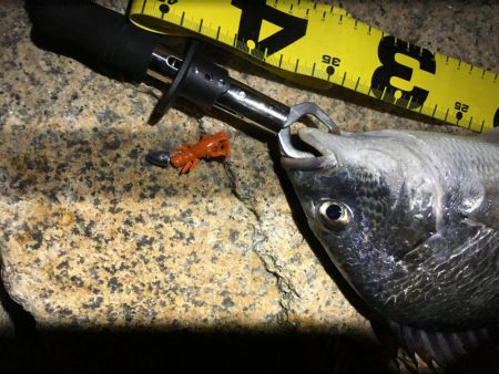 淀川チニング&持ち主探してます！