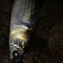 地震の影響は無さそう