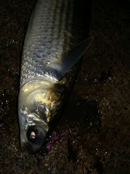 地震の影響は無さそう