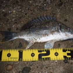 2018 キビレ調査NO、12