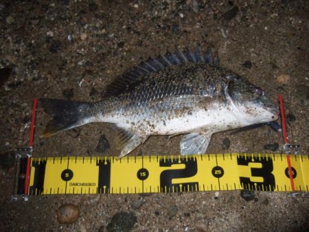 2018 キビレ調査NO、12