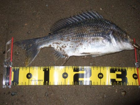 ２０１８ キビレ調査NO、１4