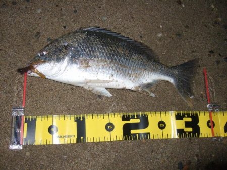 ２０１８ キビレ調査NO、１６