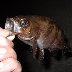 あわやボウズ(汗)