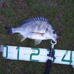 今日は活性高し