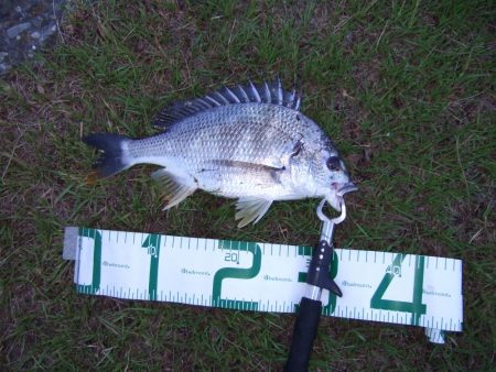 今日は活性高し