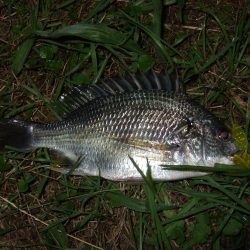 マイポイント活性高し