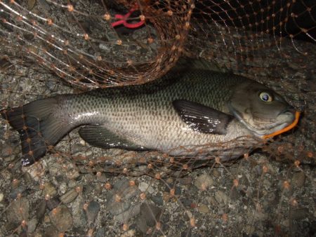 梅雨メバル釣行で豪華なゲストが登場