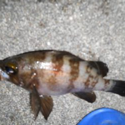 一ヶ月ぶりの釣り