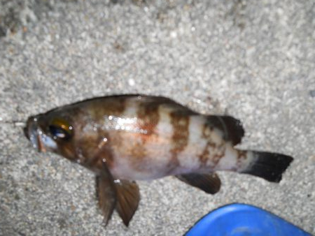 一ヶ月ぶりの釣り