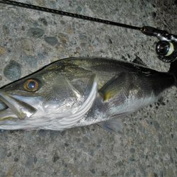 メバル狙ってシーバス