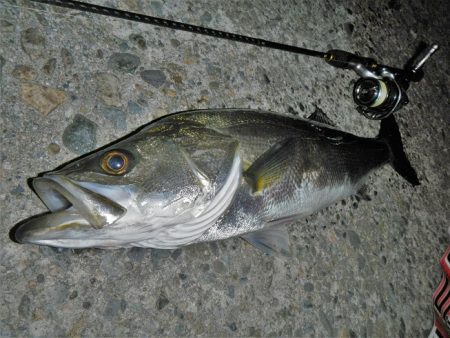 メバル狙ってシーバス