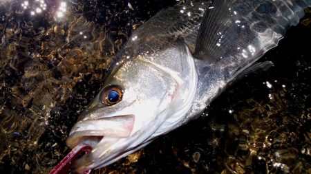 甲子園浜　デイゲーム　４本