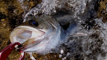 甲子園浜　２日連続　マルチ