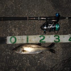 バチのサイズが小さくて苦戦…。