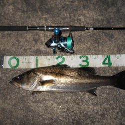 マイクロバチパターン？。