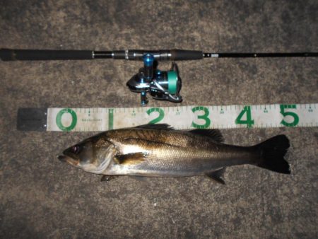 マイクロバチパターン？。