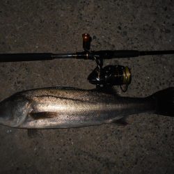 やはり表層か?。