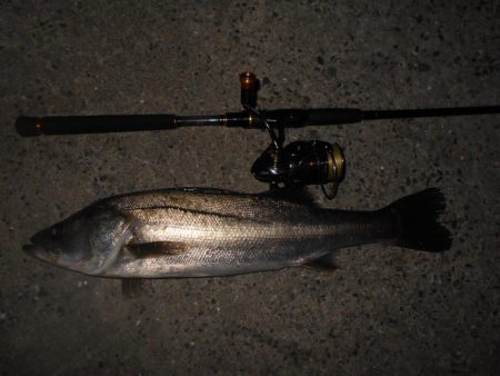 やはり表層か?。