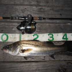 前半は表層 後半はテクトロで連発♪。