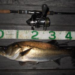 テクトロでポツポツと…。