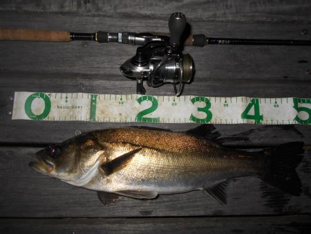 テクトロでポツポツと…。