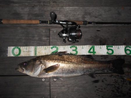 際をマメに探れば何とか釣れる…。