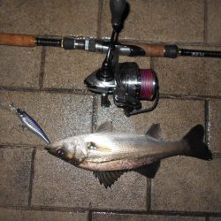 チビが多い…。