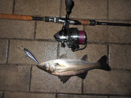 チビが多い…。