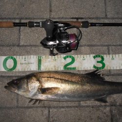 X-RAPで1ヒットのみ…。