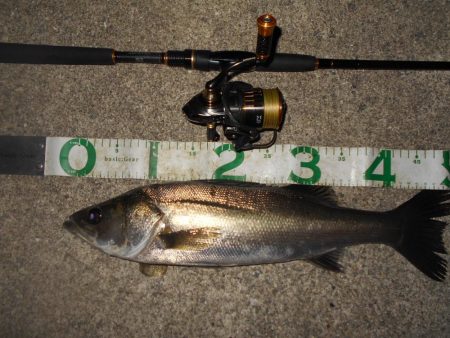 イレギュラーな動きに反応有り。