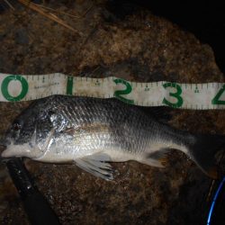 日没前後のキビレ狙い。