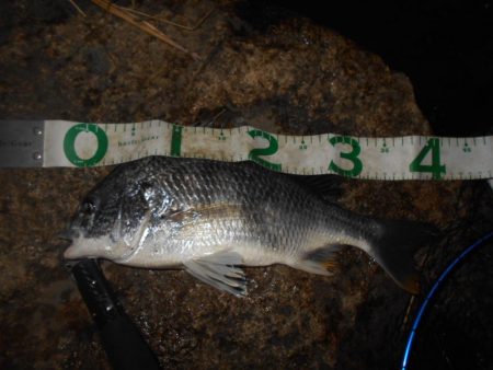 日没前後のキビレ狙い。