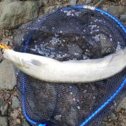 ルアーで赤グチ